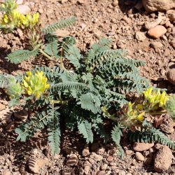 Astragalus alopecuroides subsp. alopecuroides