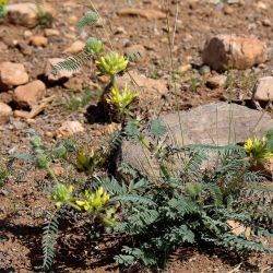 Astragalus alopecuroides subsp. alopecuroides