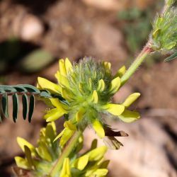 Astragalus alopecuroides subsp. alopecuroides