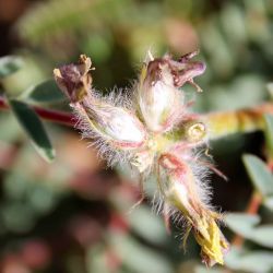 Astragalus alopecuroides subsp. alopecuroides