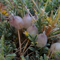 Astragalus armatus subsp. armatus