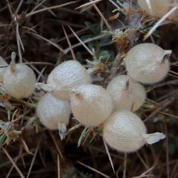 Astragalus armatus subsp. armatus