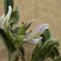 Astragalus arpilopus subsp. hauarensis