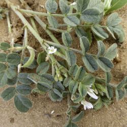 Astragalus arpilopus subsp. hauarensis