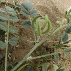 Astragalus arpilopus subsp. hauarensis
