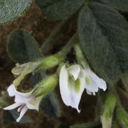 Astragalus arpilopus subsp. hauarensis