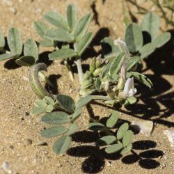 Astragalus arpilopus subsp. hauarensis