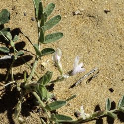 Astragalus arpilopus subsp. hauarensis