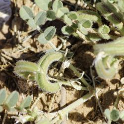 Astragalus arpilopus subsp. hauarensis