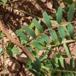 Astragalus boeticus