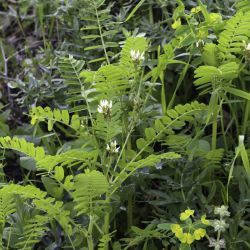 Astragalus boeticus