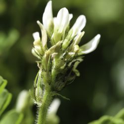 Astragalus boeticus