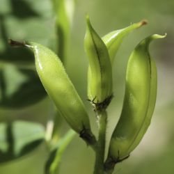 Astragalus boeticus