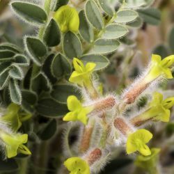 Astragalus caprinus subsp. caprinus