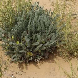 Astragalus caprinus subsp. caprinus