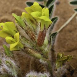 Astragalus caprinus subsp. caprinus