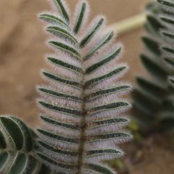 Astragalus caprinus subsp. caprinus