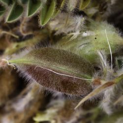 Astragalus caprinus subsp. caprinus