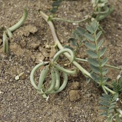 Astragalus crenatus