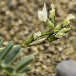 Astragalus crenatus