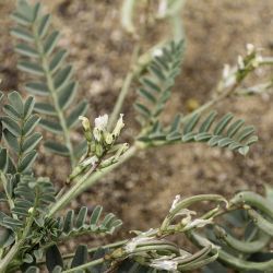 Astragalus crenatus