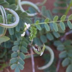 Astragalus crenatus