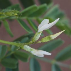 Astragalus crenatus