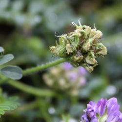 Astragalus echinatus