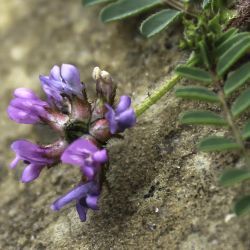 Astragalus echinatus