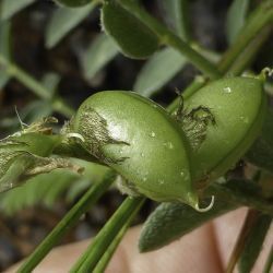 Astragalus edulis