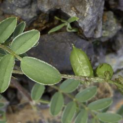 Astragalus edulis