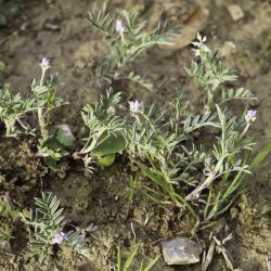 Astragalus epiglottis