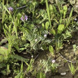 Astragalus epiglottis