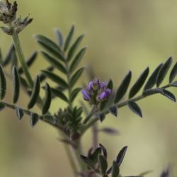 Astragalus epiglottis