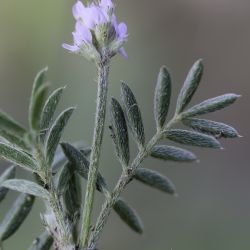 Astragalus epiglottis