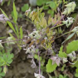 Astragalus epiglottis