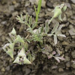 Astragalus epiglottis