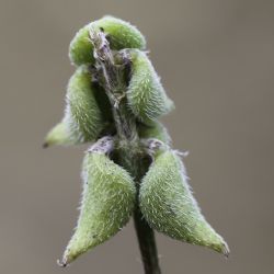 Astragalus epiglottis
