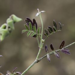 Astragalus epiglottis
