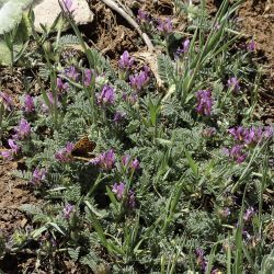Astragalus glaux