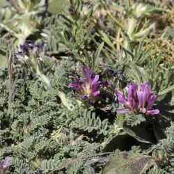 Astragalus glaux