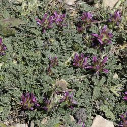 Astragalus glaux