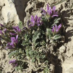 Astragalus glaux