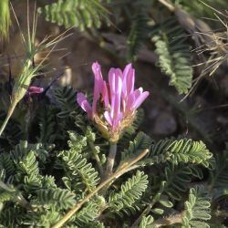 Astragalus glaux
