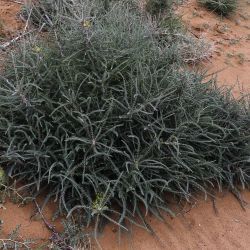 Astragalus gombo subsp. gomboeformis