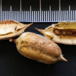 Astragalus gomboeformis