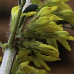 Astragalus gomboeformis