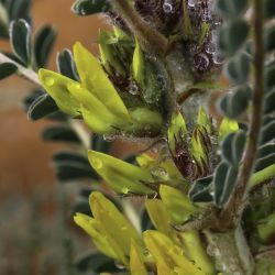 Astragalus gomboeformis