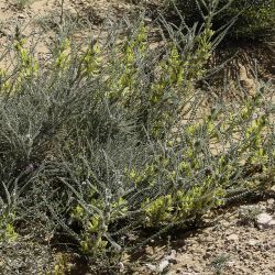 Astragalus groupe gombo
