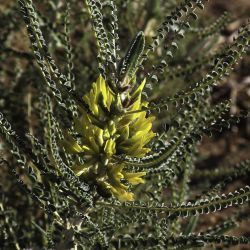 Astragalus groupe gombo